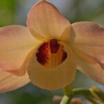 Dendrobium Moschatum - Curiosities, Photos and How to Care
