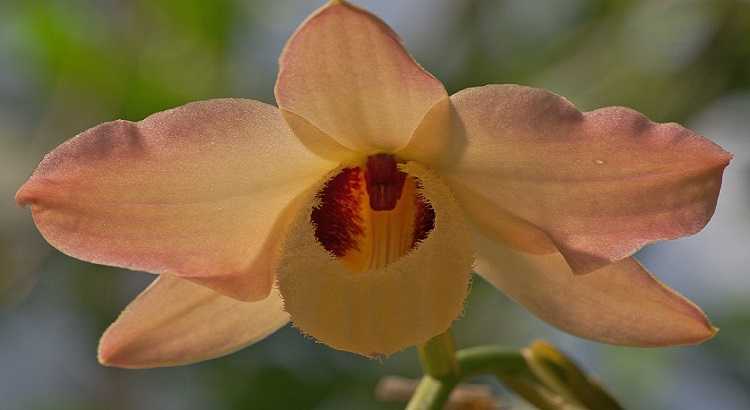 Dendrobium-moschatum-featured