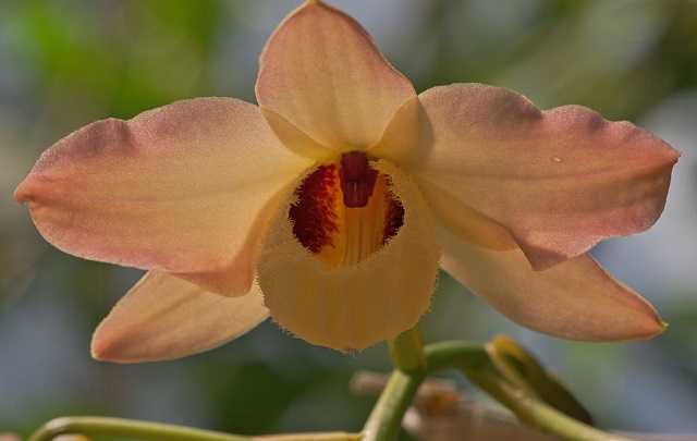 Image Name Dendrobium moschatum