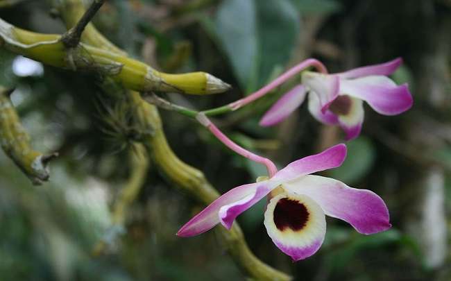 Image Name Dendrobium nobile 02