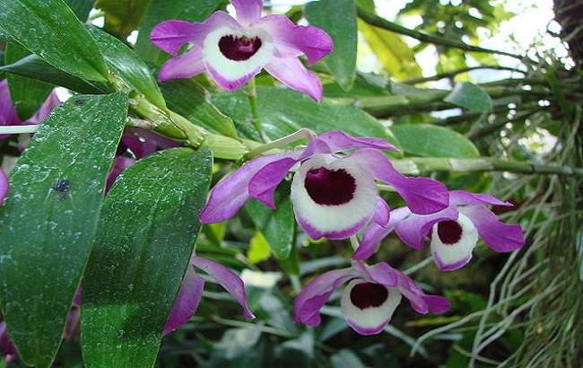 Image Name Dendrobium nobile 04