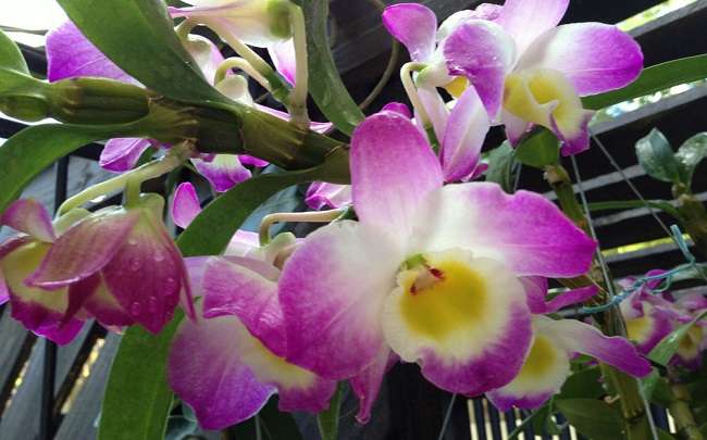 Image Name Dendrobium nobile 1