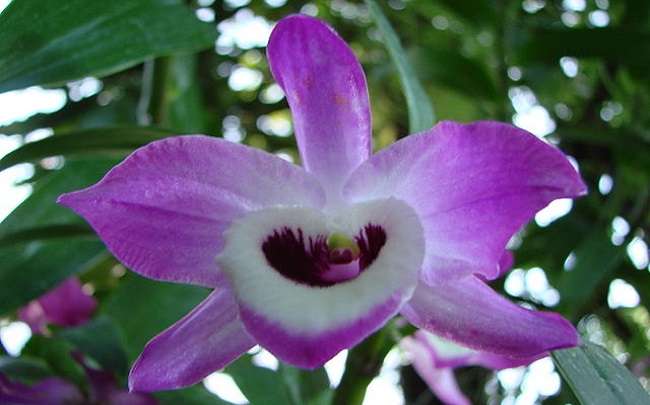 Image Name Dendrobium nobile Flower