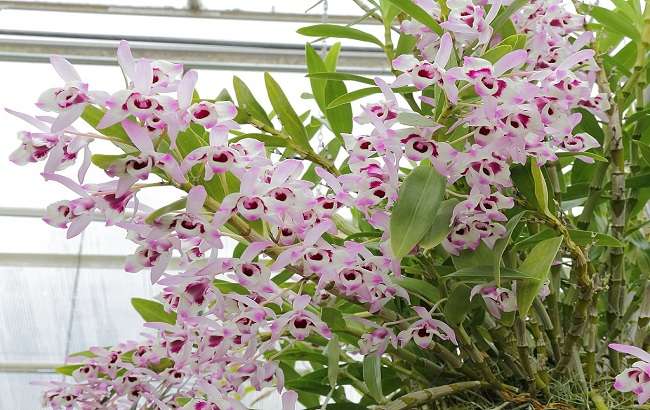 Image Name Dendrobium nobile Flowers