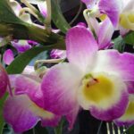 Dendrobium Nobile - How to Care, Photos and Curiosities