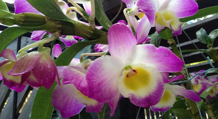 Dendrobium-nobile-featured