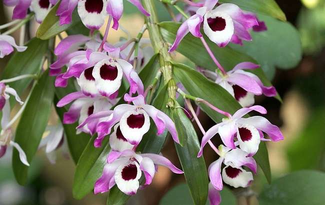 Image Name Dendrobium orchid 02