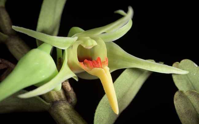 Image Name Dendrobium orchid