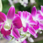 Dendrobium Orchid: Types and Care (With Photos)