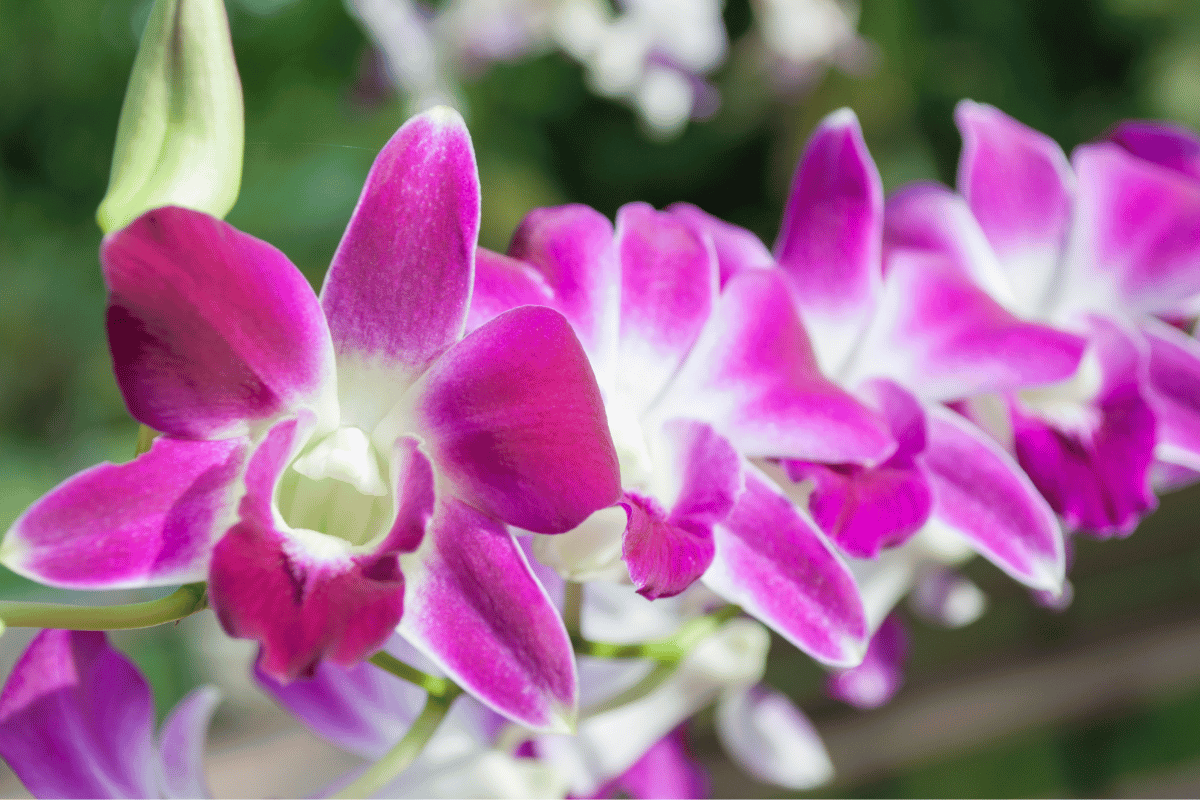 Dendrobium orchids – featured image