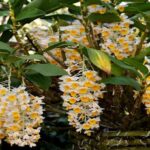 Dendrobium Thyrsiflorum - How to Care and Bloom