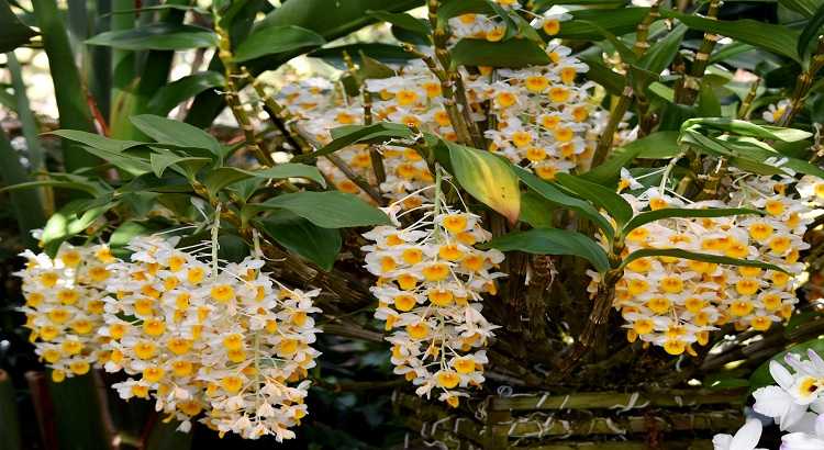 Dendrobium-thyrsiflorum-featured