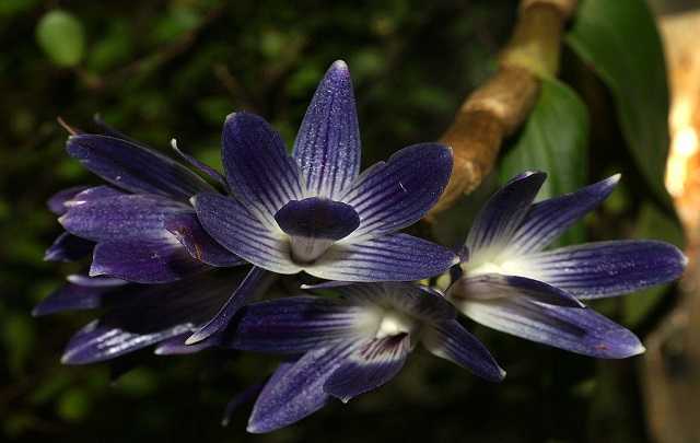 Image Name Dendrobium victoriae reginae