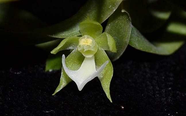 Image Name Dichaea bragae