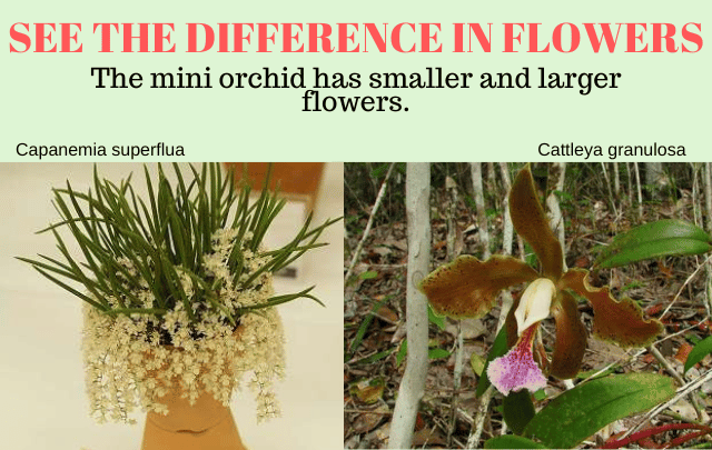 Image Name Difference between the flowers of a mini orchid and a normal orchid