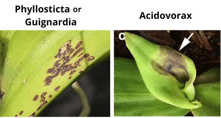 Image Name Diseases that cause spots or spots on orchid leaves
