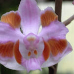 Doritis Orchids - Their History, Care and Photos