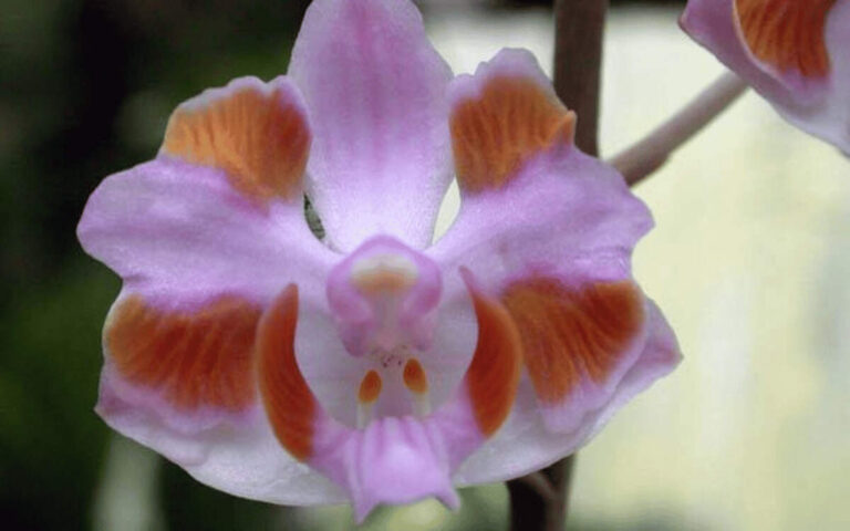 Doritis – featured image Doritis Orchids – Their History, Care and Photos