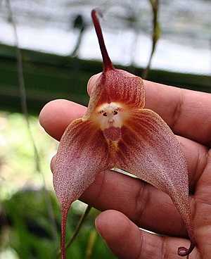 Image Name Dracula Simia