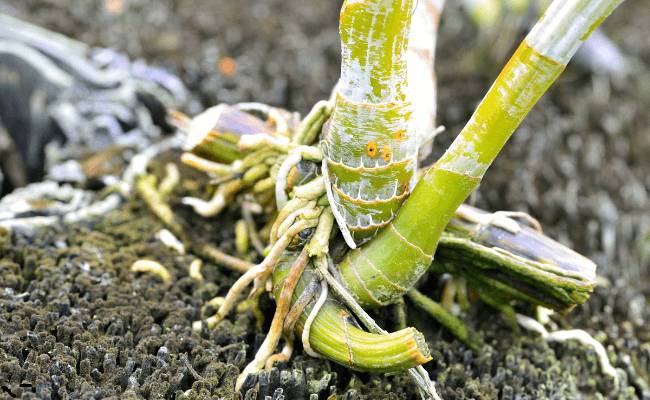 Image Name Earth as a potting