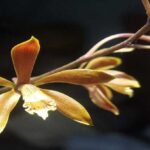 Encyclia Orchids – Characteristics and How to Care