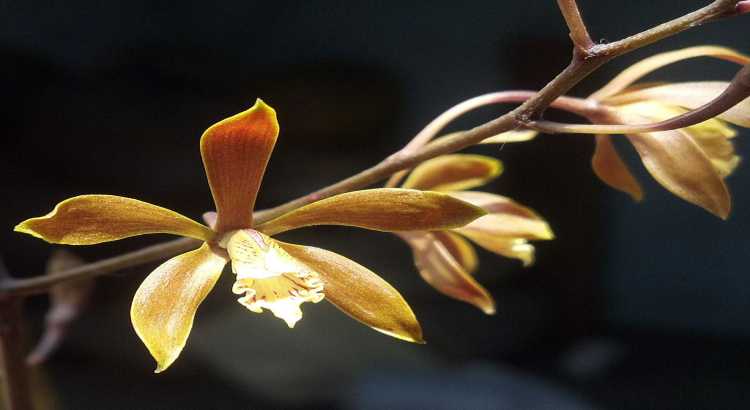 Encyclia – featured image