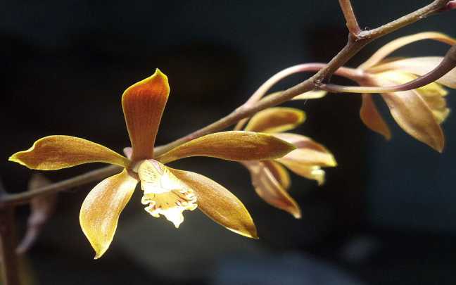 Image Name Encyclia orchid