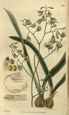 Image Name Encyclia viridiflora