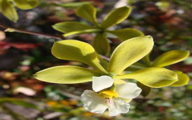 Image Name Encyclia