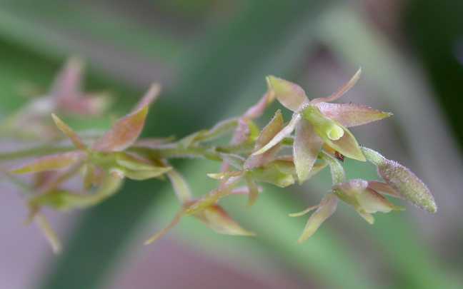 Image Name Epidendrum Lanium avicula