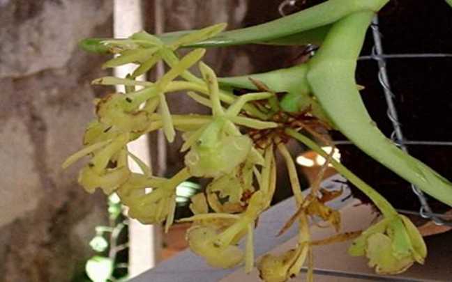Image Name Epidendrum apaganoides