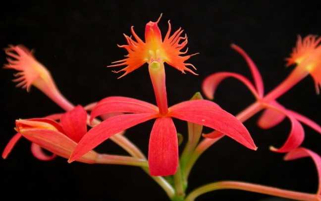 Image Name Epidendrum cinnabarinum