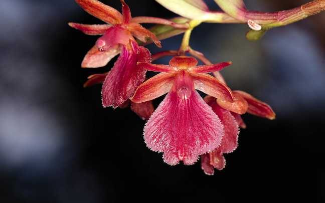 Image Name Epidendrum cottoniiflorum