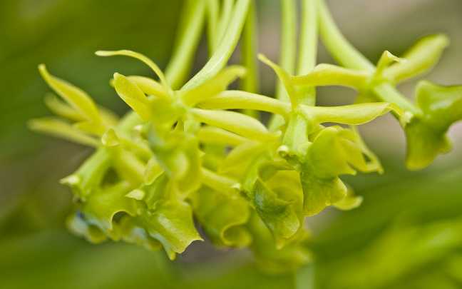 Image Name Epidendrum erectifolium