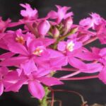 Epidendrum Orchids - Photos, Species and How to Care