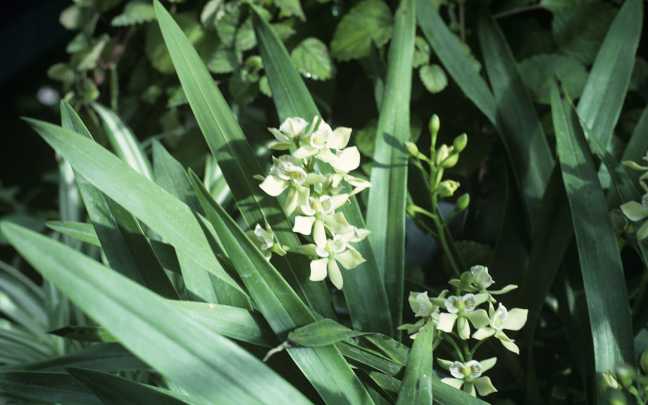 Image Name Epidendrum fragrans