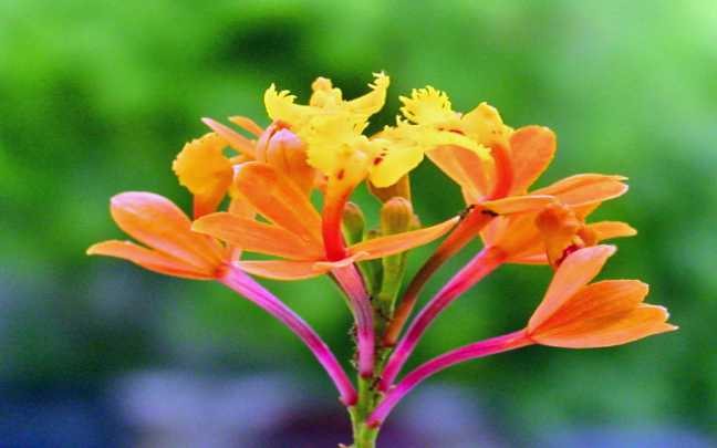 Image Name Epidendrum fulgens