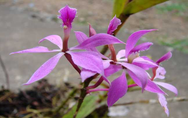 Image Name Epidendrum imatophyllum