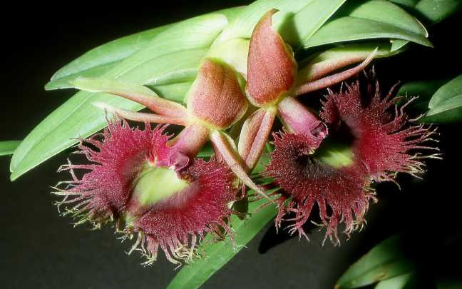 Image Name Epidendrum medusae