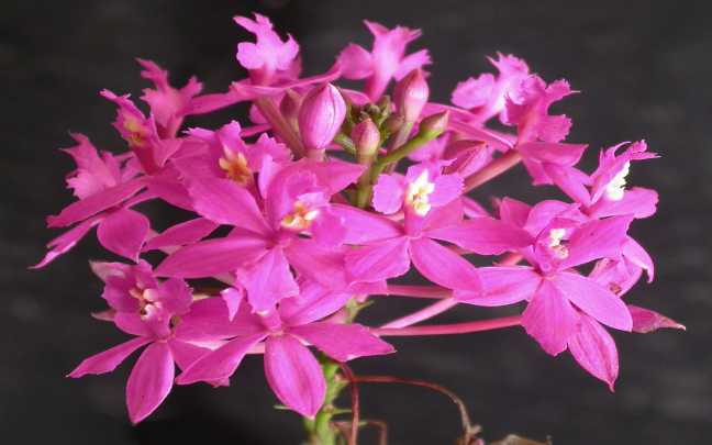 Image Name Epidendrum orchids