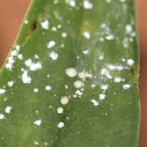 Image Name Example of mealybugs on an orchid leaf