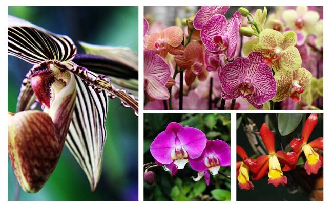 Image Name Facts About Orchids