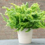 How to Care for Ferns in 9 Steps (For Beginners)
