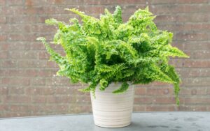 Fern care – featured image Fern care – featured image