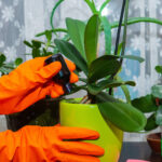Fertilizers For Orchids: Best Practices and Usage