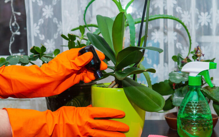 Fertilizers For Orchids: Best Practices and Usage