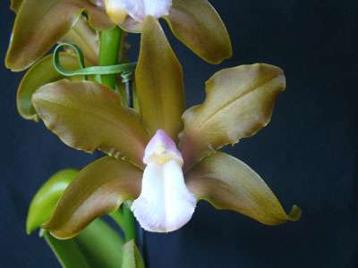 Image Name Flower Cattleya bicolor 2