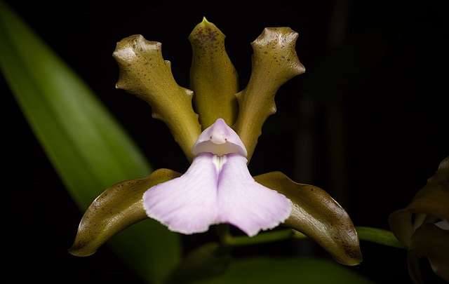 Image Name Flower Cattleya bicolor