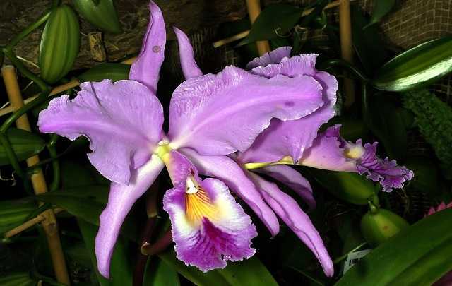 Image Name Flower Cattleya labiata