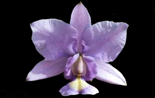 Image Name Flower Cattleya nobilior